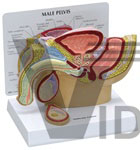 Male Pelvis cross-section including a testicle with cancer